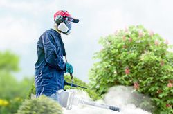 Обработка сада от паразитов - необходимые меры и их регулярность  в Московской области