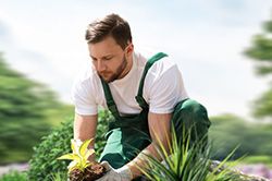Озеленение и городское благоустройство, создание комфортной среды  в Московской области
