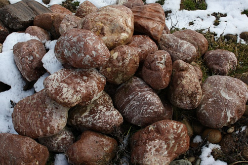 Kamenclub.ru: Розовый валунчик фр.100-300 мм.  купить в Московской области крупный природный камень розовый, серый молочный красный речной галечник природный 7850 руб/т   фото КАМЕНЬ КЛУБ