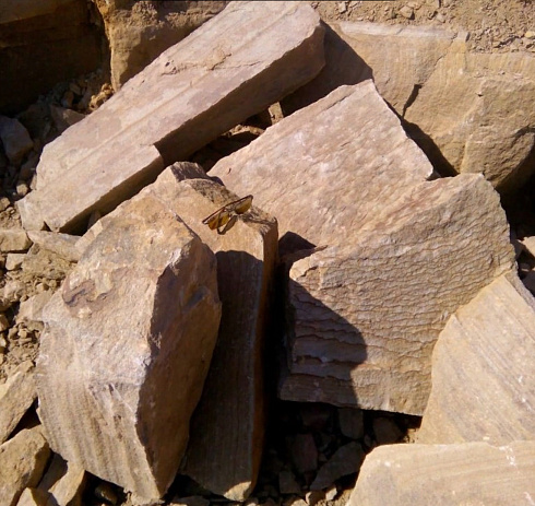 Kamenclub.ru: Песчаник пластушка желтый с рисунком (7-15 см)  купить в Московской области плитняк - пластушка - бут желтый песчаник 10200 руб/м3   фото КАМЕНЬ КЛУБ