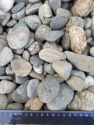 Kamenclub.ru: Галька речная окат (пестрая) фр. 20-40 мм. купить  в Московской области галька речная пестрая, серая, серые оттенки галька речная окатанная округлая 5000 руб/т   фото КАМЕНЬ КЛУБ