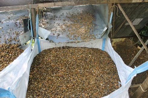 Kamenclub.ru: Галька окат (серо-желтая) фр.10-20 мм. купить  в Московской области галька серо-желтая, рыжая, серый речная окатанная округлая галька 5000 руб/т   фото КАМЕНЬ КЛУБ