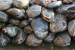 Kamenclub.ru: Валунчик Паутинник фр.100-300 мм  купить в Московской области крупный природный камень галечник темно-серый с прожилками белый черный речной валунчик 5000 руб/т   фото КАМЕНЬ КЛУБ