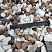 Kamenclub.ru: Мраморная крошка (щебень крошка микс : белый-черный-розовый) фр. 20-40 мм.  купить в Московской области мрамор белый, черный, розовый декоративная ландшафтная крошка 12000 руб/т   фото КАМЕНЬ КЛУБ