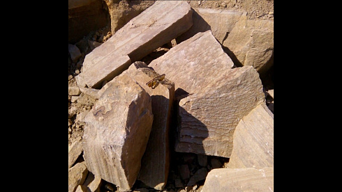 Kamenclub.ru: Песчаник пластушка желтый с рисунком (4-6 см)  купить в Московской области плитняк пластушка желтый с рисунком песчаник 9 000 руб/м3   фото КАМЕНЬ КЛУБ