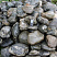 Kamenclub.ru: Валунчик Паутинник фр.100-300 мм  купить в Московской области крупный природный камень галечник темно-серый с прожилками белый черный речной валунчик 5000 руб/т   фото КАМЕНЬ КЛУБ