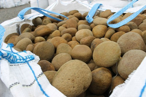 Kamenclub.ru: Песчаник ядра, фр. 100-300 мм  купить в Московской области песчаник бежевый серый рыжий речная галька 5 000 руб/т   фото КАМЕНЬ КЛУБ