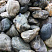 Kamenclub.ru: Речной валун Кабанчик фр.300-500 мм.  купить в Московской области крупный природный камень галька серый, темно-серый речной валун галечник масштабный 7000 руб/т   фото КАМЕНЬ КЛУБ