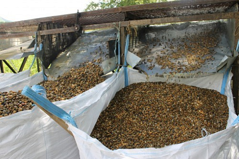 Kamenclub.ru: Галька окат (серо-желтая) фр.10-20 мм. купить  в Московской области галька серо-желтая, рыжая, серый речная окатанная округлая галька 5000 руб/т   фото КАМЕНЬ КЛУБ