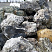 Kamenclub.ru: Черный гранит - кварцит фр. 100-500 мм.  купить в Московской области мрамор гранит черный с белыми прожилками, серый, белый валун скальный колотый 7000 руб/т   фото КАМЕНЬ КЛУБ