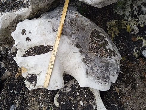 Kamenclub.ru: Выветренный известняк (степной) фр. 500-1500 мм.  купить в Московской области    10000 руб/т   фото КАМЕНЬ КЛУБ