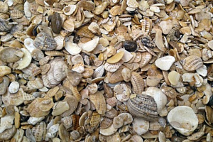 Морская ракушка фр. 5-20 мм  купить в Московской области фото Камень Клуб